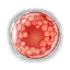 dah_fx_ovule3.png