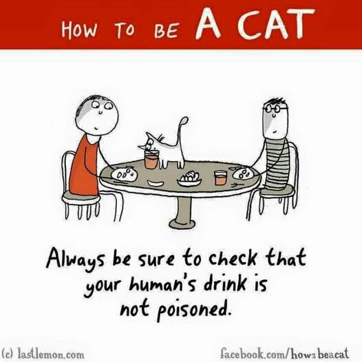 245094933_CatCheckHumansDrink.jpg.27c8145ba554cb6fc2947285243aafc4.jpg