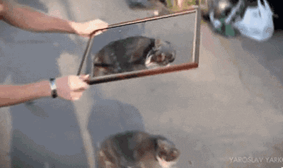 Cat-Illusion.gif