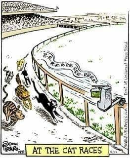 CatAtTheRaces.jpg.14961ed3bac8eed109d01bb03d18a1ad.jpg