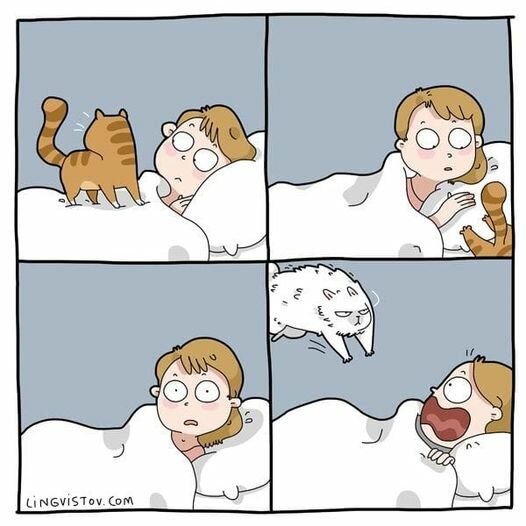 CatBedAttack.jpg.cfe8fe7dc64c8e99670c6cf71f34132d.jpg