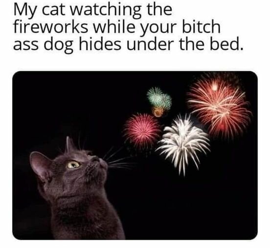 CatFireworks.jpg.1298b34d4f070a10e01f72c8e431290e.jpg
