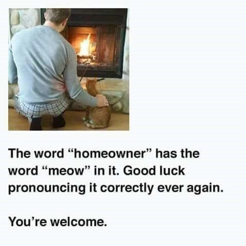 CatHomeowner.jpg.ed6953424f3eda5af2ebf900b1d084ec.jpg