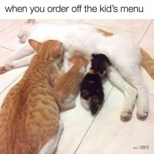 CatKidsMenu.jpg.ba2e27629c32450981ef38c27be80c52.jpg