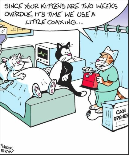 CatKittenCoaxing.jpg.2b4625e0eb6ae10d8a95803f168d066b.jpg