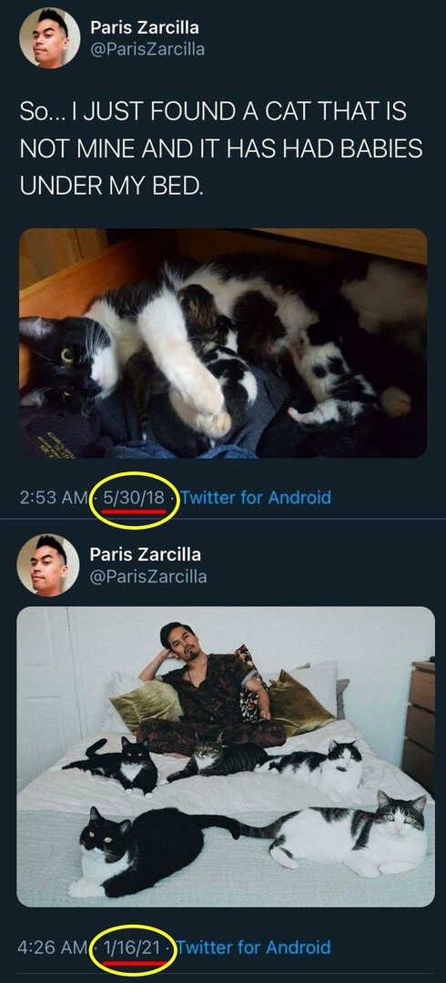 CatKittens.thumb.jpg.ca1571b68b93024c5453b7278c4cac55.jpg