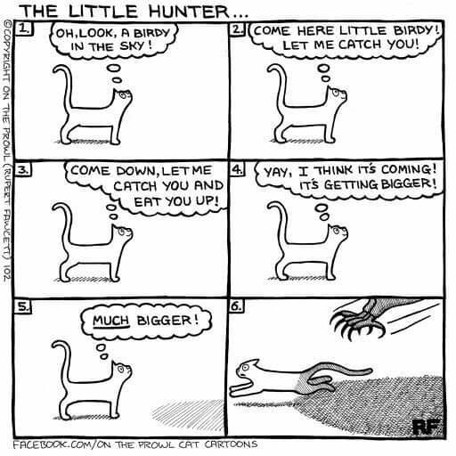 CatLittleHunter.jpg.89113aab61be7a4537eb0f05492cc848.jpg
