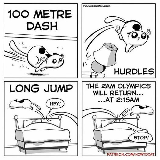 CatMidnightOlympics.jpg.482a645dc34da70c1d793e0a3c8cef2d.jpg