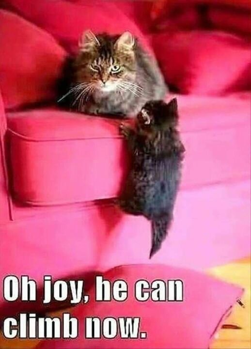 CatOhJoy.jpg.d5d0da703bbb375090d7c6a32ce7b6d9.jpg