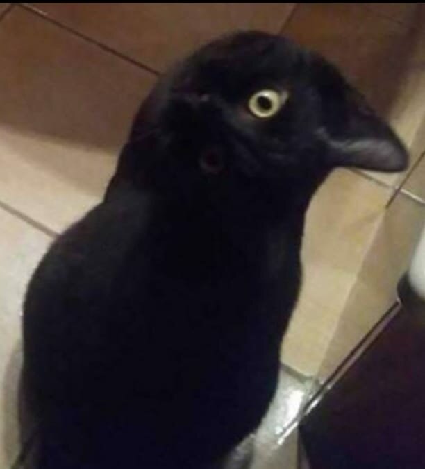 CatPostIt2.jpg.6170a4cc3454ccdbf3ceae7c1f5075db.jpg