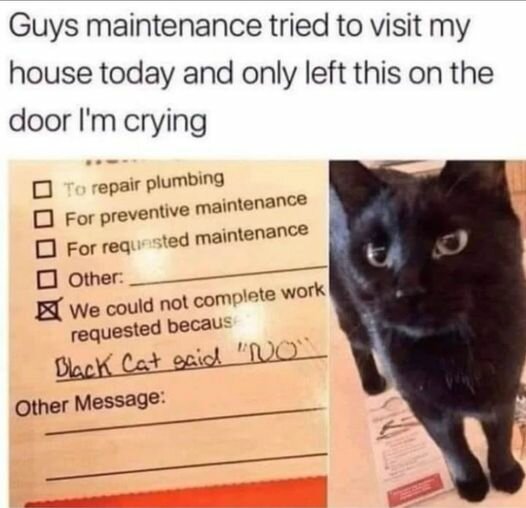 CatSaidNo.jpg.4d8901244906426a662db6d2d4bc37a6.jpg