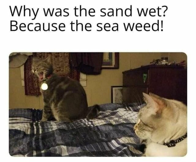 CatSeaweed.jpg.59eb262bb2bef93df881f83dec835e79.jpg