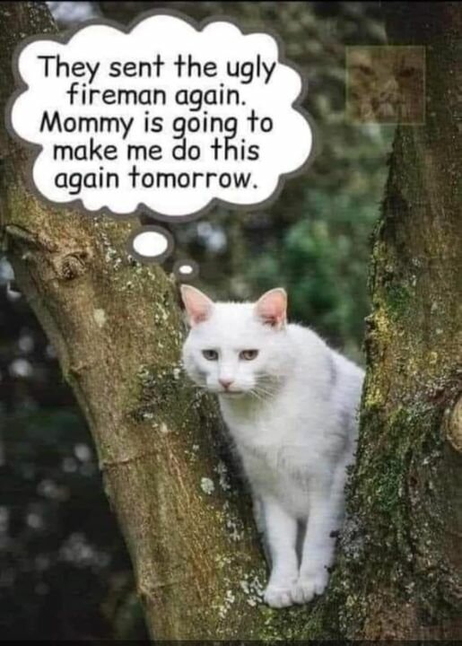 CatUglyTree.jpg.66119a411b9efd104f625ee53e4e151e.jpg