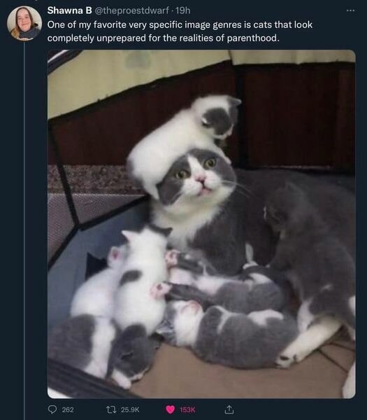 CatUnpreparedParenthood.jpg.ceba1506a7d06f69c610d9406beef347.jpg