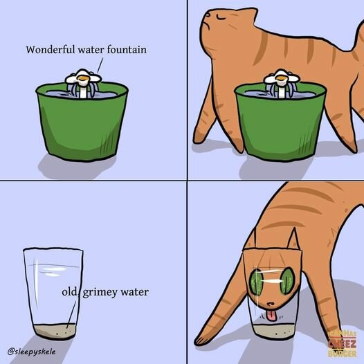 CatWaterFountain.jpg.1e974bf41e07b81602e135d01a09a67c.jpg