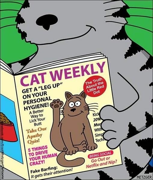 CatWeekly.jpg.b173e3c079e924077c9c56af602e73a3.jpg