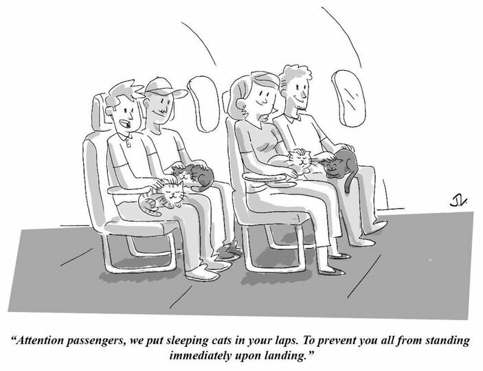 CatsSleepingAirlines.jpg.013260c5fdebc581a2a4bcf839efb9bc.jpg