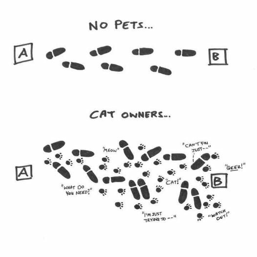 CatvsNoCat.jpg.2fcc5c91ebb35dd550b1a3ae4bf68f16.jpg