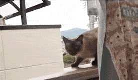 JumpFailCat.gif