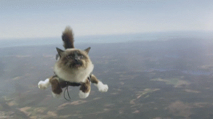 ParachuteCat.gif