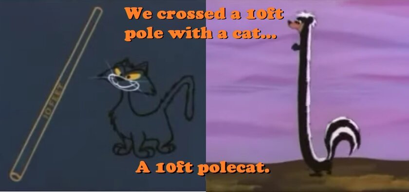 polecatjpg.jpg