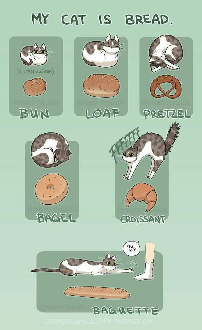 CatAsBread.thumb.jpg.1320afac45ae8190a526777479c367bb.jpg