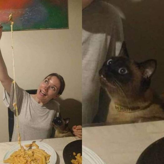 CatAttentionFood.jpg.d2f9fa98c22faf61472919d0ca09c8d5.jpg