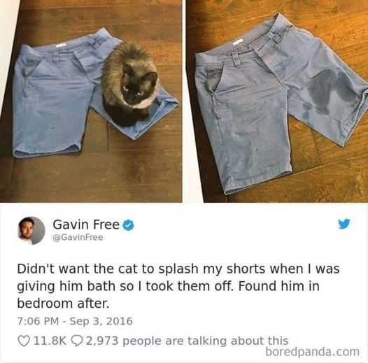 CatBath.jpg.d6727fbb79bb5c7795f9ff1676659736.jpg