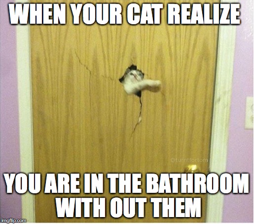 CatBathroomWithoutThem.jpg.54423e5eda8fb04eb154178ad2b0c632.jpg