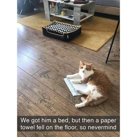 CatBedNEvermind.jpg.a04a43f4196b775d74e3973fca2f042e.jpg