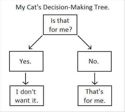 CatDecisionMaking.jpg.ba60c0ebe5282aba31a5d18cc67d6006.jpg
