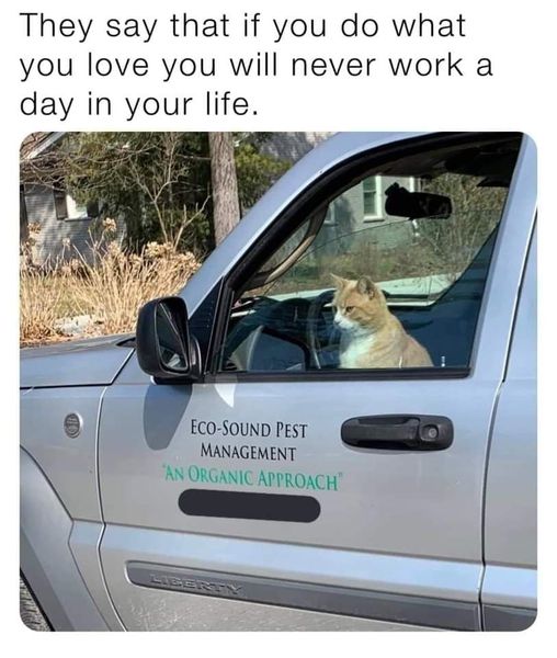 CatDoWhatLoveNoWork.jpg.431ba6b35733b4007373ff6dbde13f44.jpg