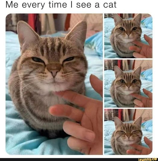 CatEveryTime.jpg.e296716ca6f392c7dd0620f8f4a9f151.jpg