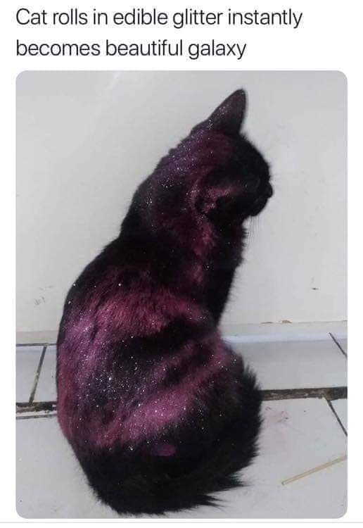 CatGalaxy.jpg.8b42b44c525e255ab7a3aa799eb36320.jpg