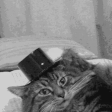 CatHello.gif