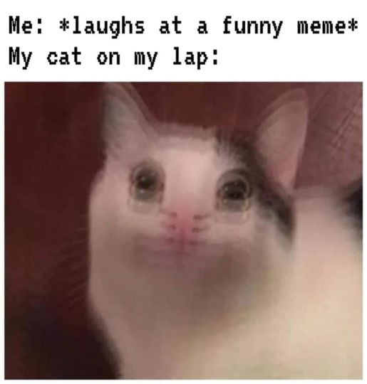 CatLapLaugh.jpg.03e9f903bef55e14c5ad9b7cc2e18e95.jpg