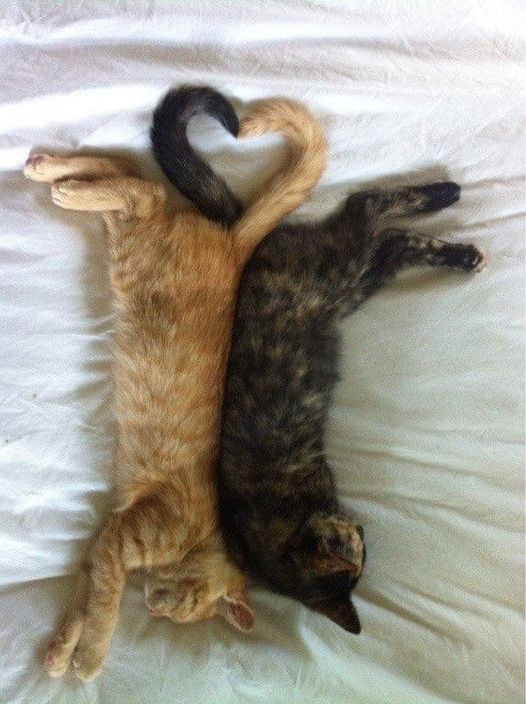 CatLove.jpg.c26e05f3afdb5d219cbf171601d63059.jpg