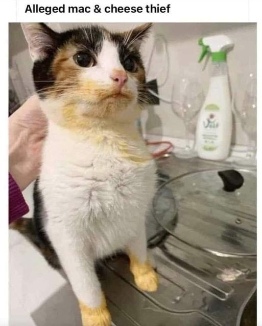 CatMacNCheeseThief.jpg.f42ea06b42de0d7b1dcb05fa1e4c5c88.jpg