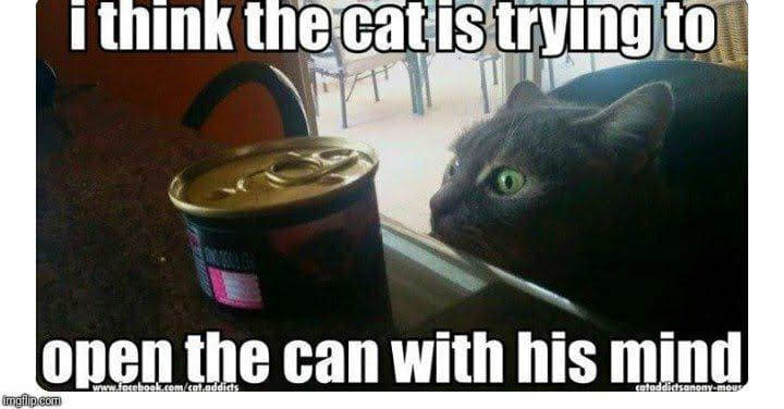 CatMindControl.jpg.448c1cf934451afdeba892e99359052a.jpg