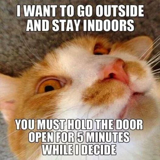 CatOutsideIndoors.jpg.0d6b45aeda4e7eeccedb5ae3cf2b70a0.jpg