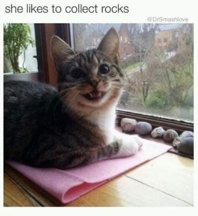 CatRockCollector.jpg.2c68cef1ca5733b1701f267a4da4f46a.jpg
