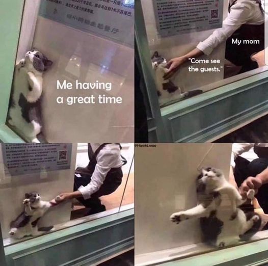 CatSeeTheGuests.jpg.61f4569b0ccd962d291f04ae979524e4.jpg