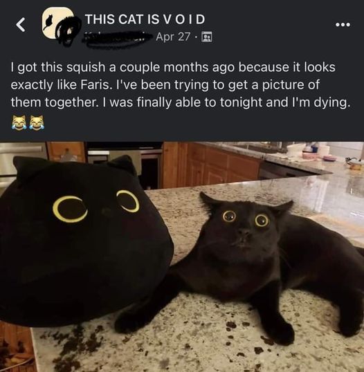 CatSquishIdentical.jpg.bb3497c83959ead8088e111d74b67d7a.jpg