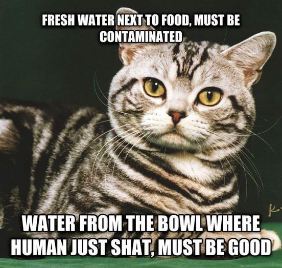 CatWater.jpg.4c2bd15752e459ceaa7984a490f85795.jpg