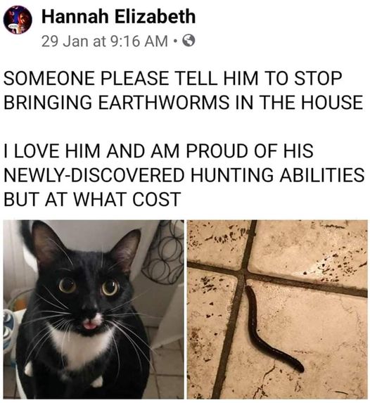 CatWormHunter.jpg.562e4ded619fa4ec0b45a8828430fce0.jpg