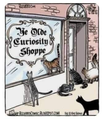 CatYeOldeCuriosityShoppe.jpg.73485501bedf1763ae04b2e4c4895bc0.jpg