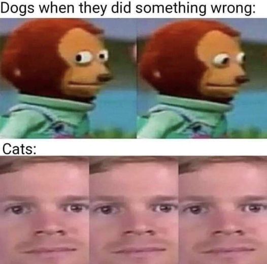 CatsDidSomethingWrong.jpg.3ee3010c4870e0aa6509560e924edd77.jpg