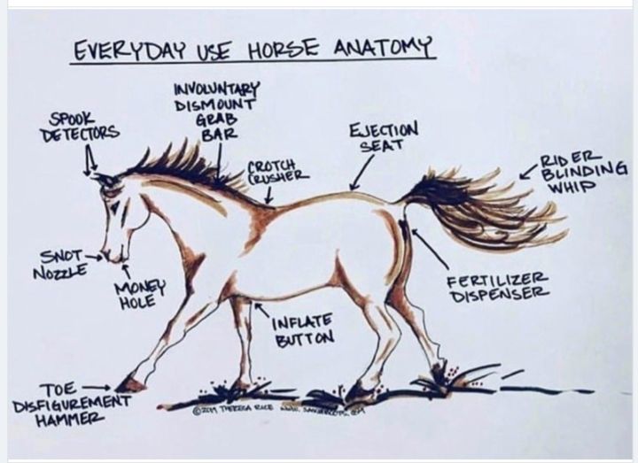 HorseAnatomy.jpg.e62e4003e0a683bf633a447e32996065.jpg