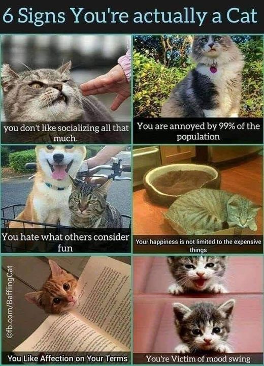 876002205_CatYoureActuallyA.jpg.72733851b3d889a2509aabf462648508.jpg