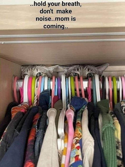 CatAmbush.jpg.fb0c9e13bec957c3fa1ac54989b34e15.jpg